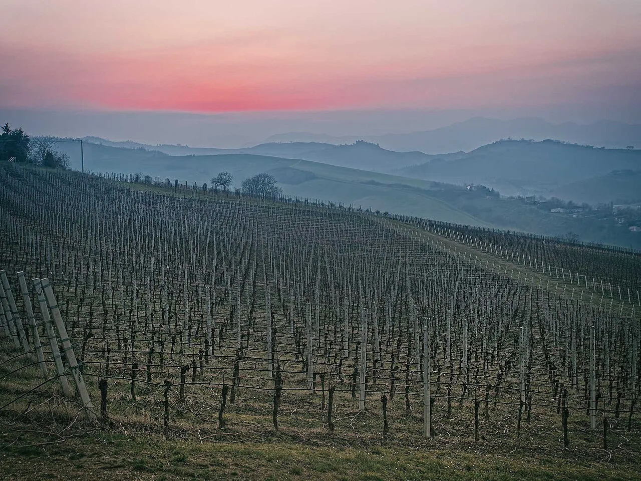Vineyards in the countryside near Imola, outside the central town walk
